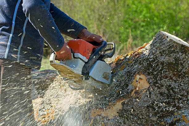 Professional Tree Services in Oakdale, NY